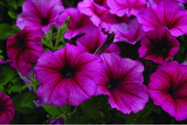 606T/36PETUNIA HURRAH PLUM