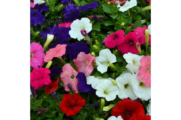 606T/36PETUNIA HURRAH MIX