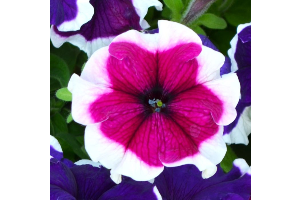 606T/36PETUNIA HULAHOOP BURGUNDY
