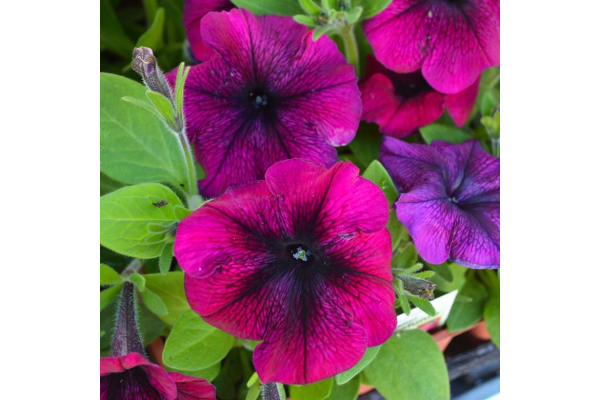 606T/36PETUNIA HURRAH VELVET