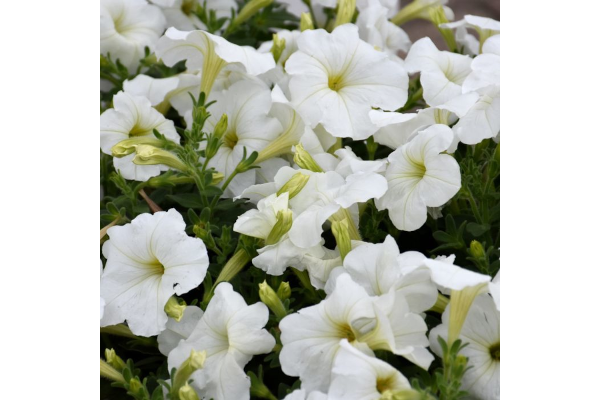 606T/36PETUNIA HURRAH WHITE