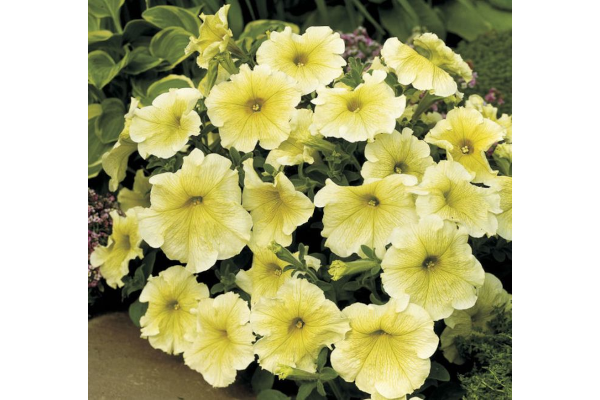 606T/36PETUNIA PRISM SUNSHINE