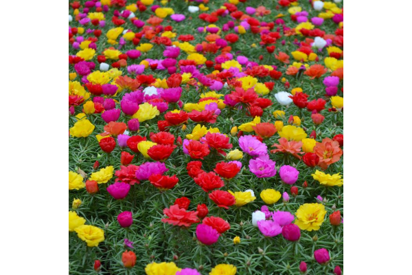 606T/36PORTULACA-MOSSROSE MIX