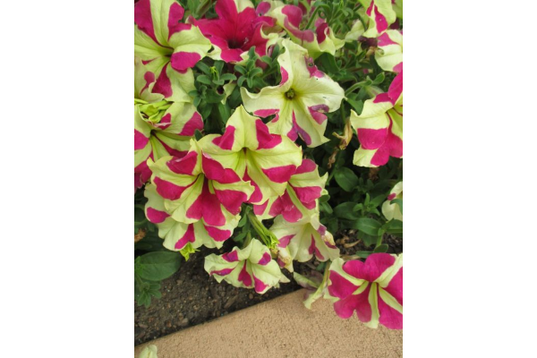606T/36PETUNIA SOPHISTICA LIMEBI