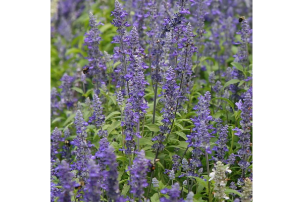 606T/36SALVIA VICTORIA BLUE