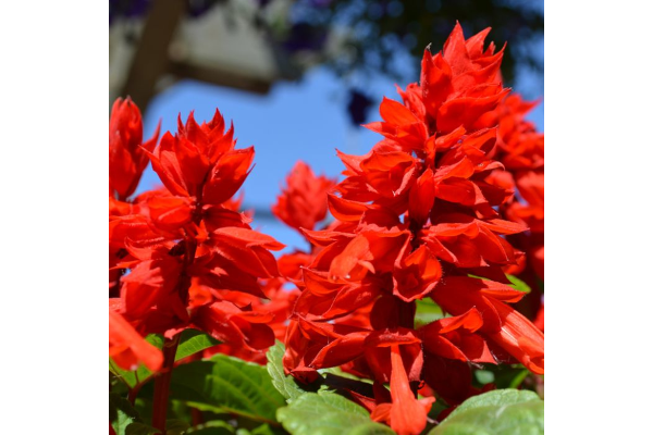 606T/36SALVIA LIGHTHOUSE RED