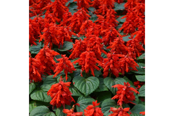 606T/36SALVIA MOJAVE RED