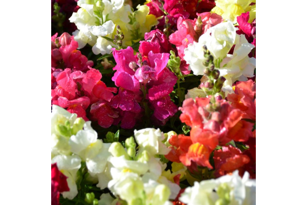 606T/36SNAPDRAGON DWARF MIX