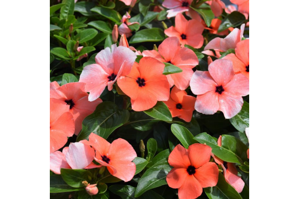 606T/36VINCA TATTOO ORANGE