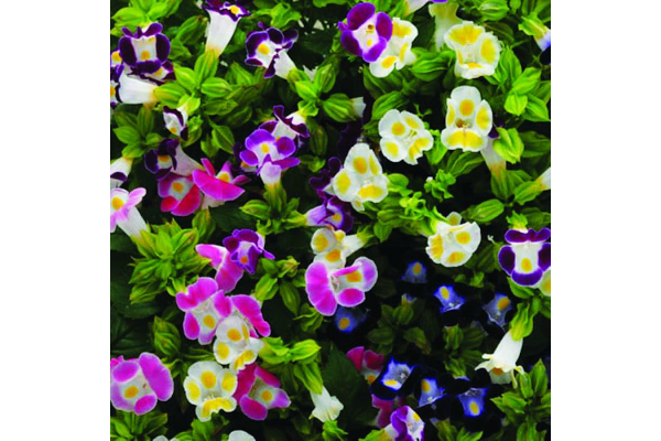 606T/36TORENIA HI-LITE MIX