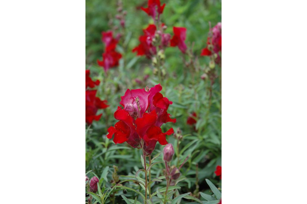 606T/36SNAPDRGN TALL CRIMSON