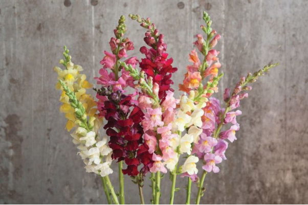 606T/36SNAPDRGN ROCKET MIX