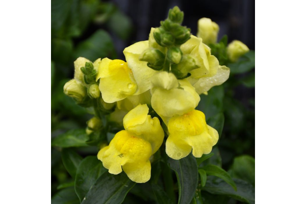 606T/36SNAPDRGN TALL YELLOW