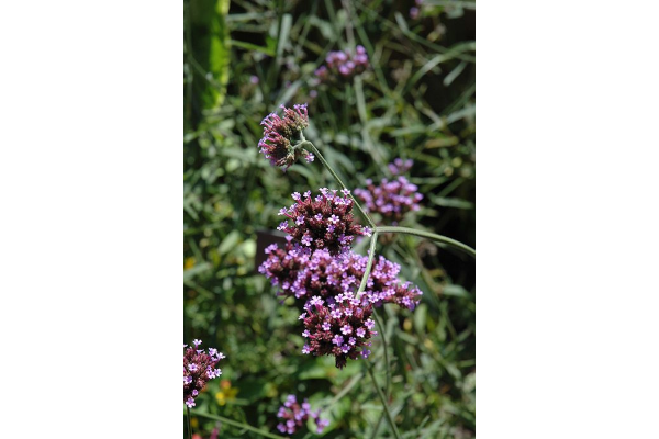 606T/36VERBENA BUENOS AIRES
