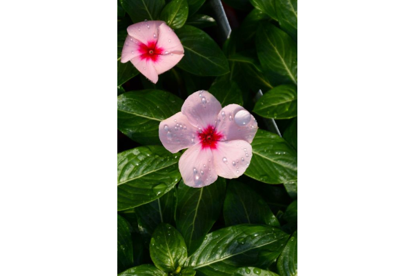 606T/36VINCA BLOCKBUSTER APRICOT
