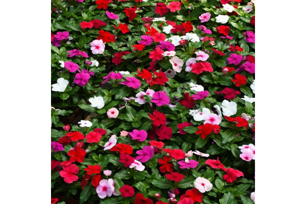 606T/36VINCA BLOCKBUSTER MIX