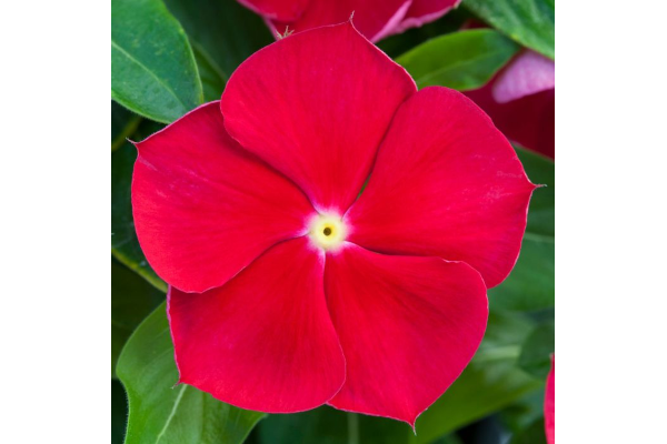606T/36VINCA BLOCKBUSTER RED/EYE