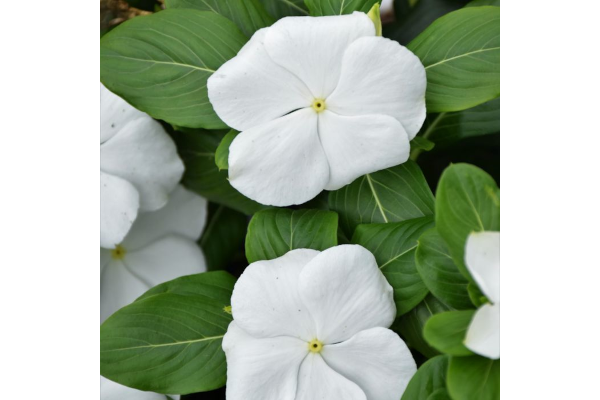 606T/36VINCA BLOCKBUSTER WHITE