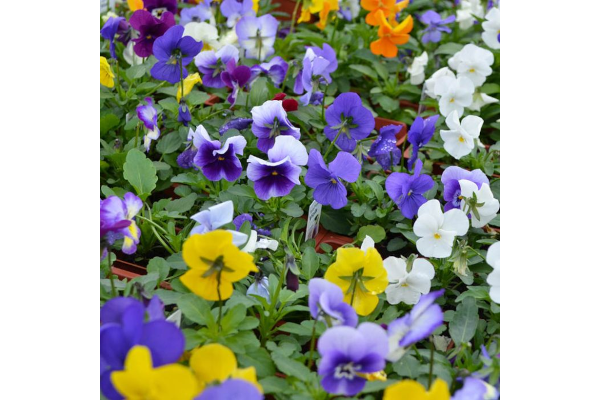 606T/36VIOLA PENNY LANE MIX