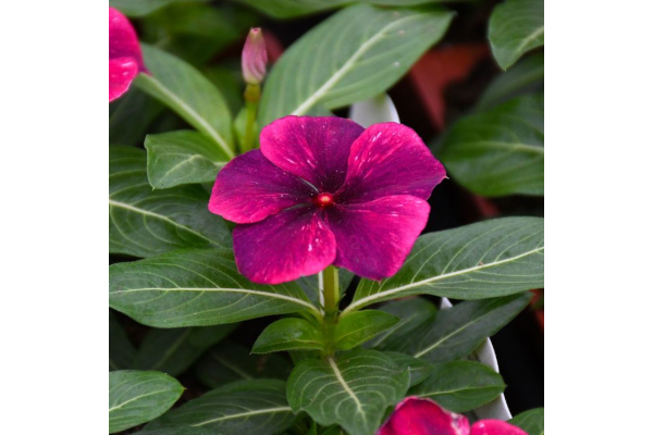606T/36VINCA TATTOO BLACK CHERRY