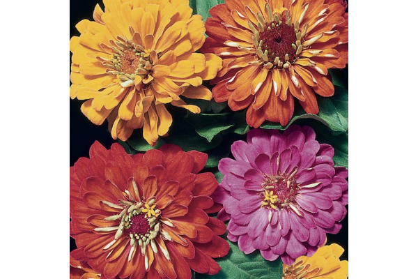 606T/36ZINNIA STATE FAIR