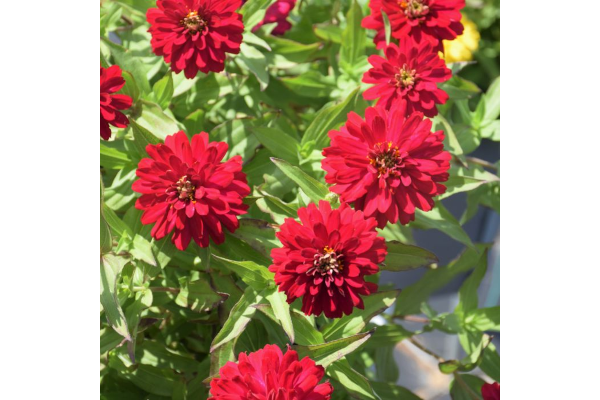 306T/18ZINNIA ZYDECO CHERRY