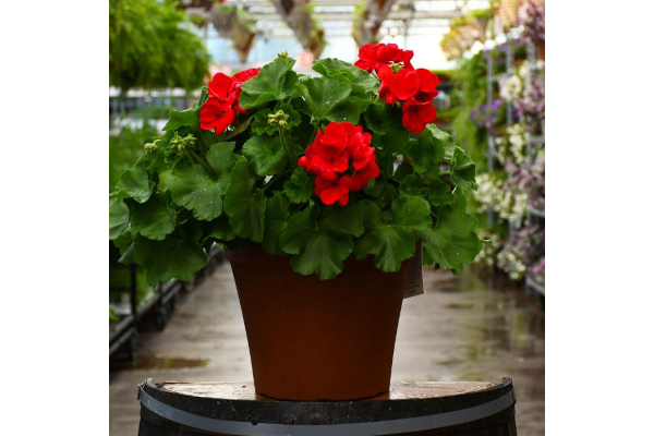 TUB12"GERANIUM RED