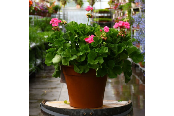 TUB12"GERANIUM AMERICANA PINK
