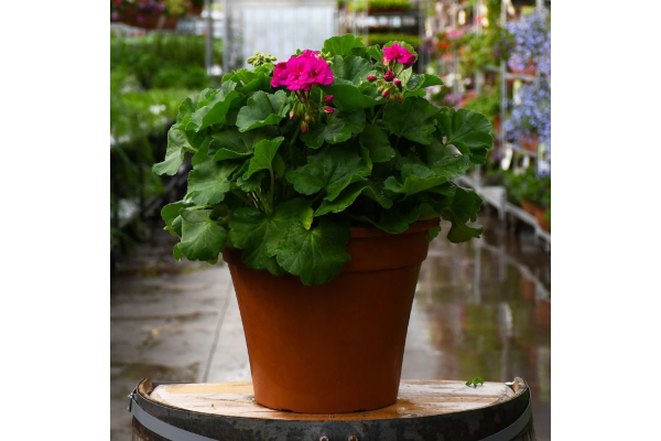 TUB12"GERANIUM CALIPE MED VIOLET
