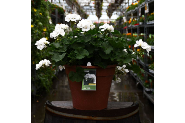 TUB12"GERANIUM MOJO WHITE