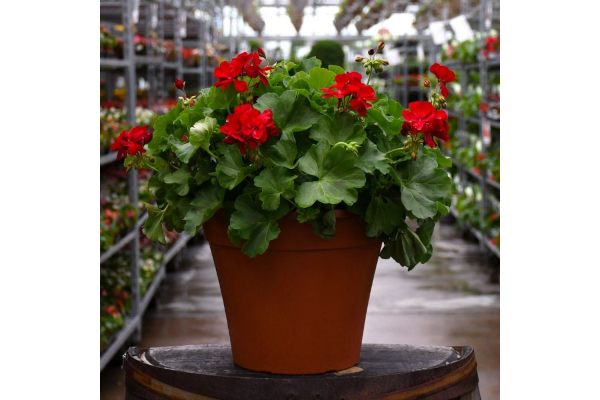 TUB12"GERANIUM CALIPE MD DK RED