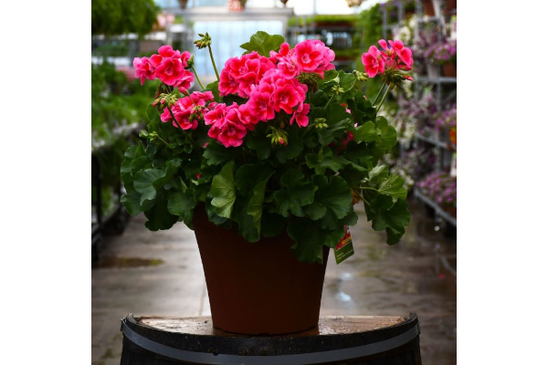 TUB12"GERANIUM ROSE MEGA SPLASH