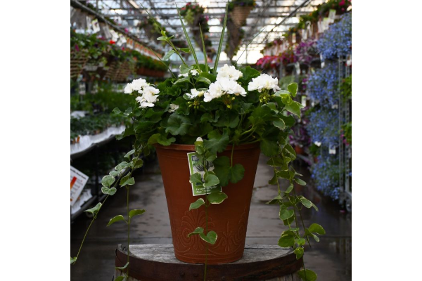 TUB13"GERAN SPIKE MOJO WHITE