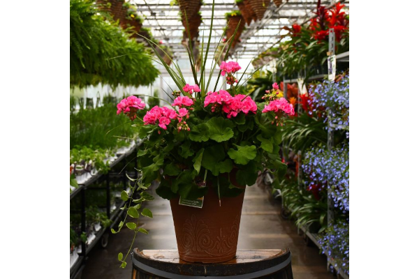 TUB13"GERAN SPIKE AMERICANA PINK