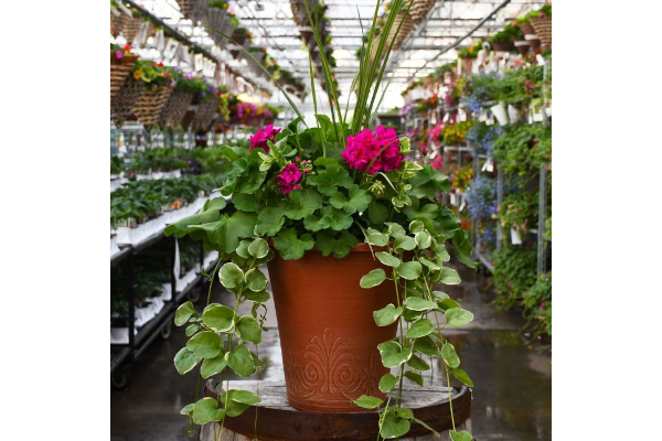 TUB13"GERAN SPIKE CAL MED VIOLET