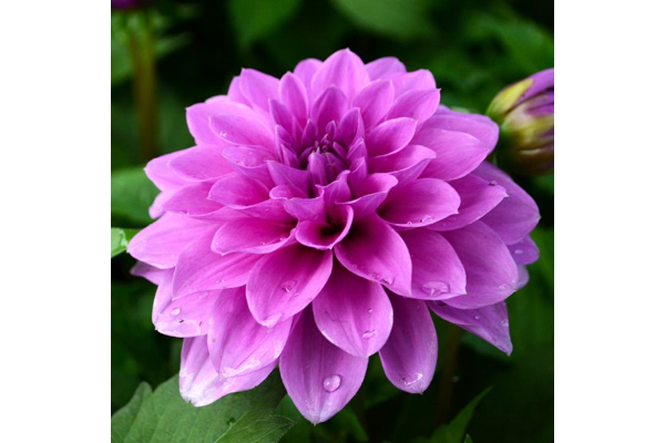 TUB11"DAHLIA HYP LAVENDER