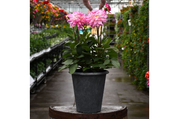 TUB11"DAHLIA SINCERITY