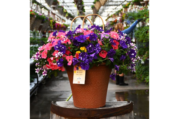 TUB12"HELIX COMBO-HONEY BUNNY