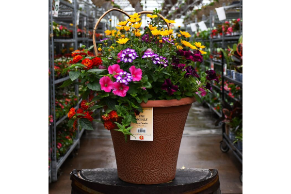 TUB12"HELIX COMBO-THE ROYALE