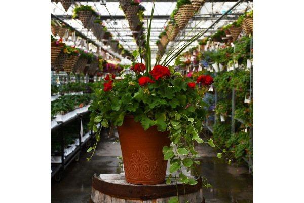 TUB13"GERAN SPIKE CAL DARK RD