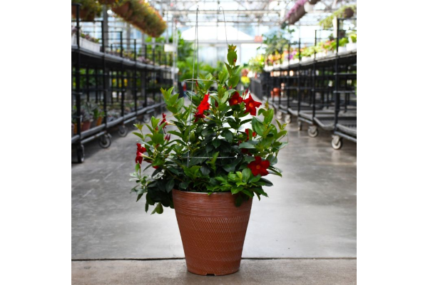 TUB12"MANDEVILLA RED