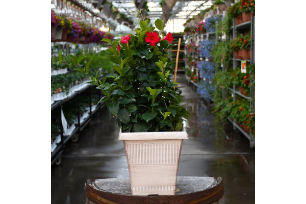 TUB12"MANDEVILLA PINK