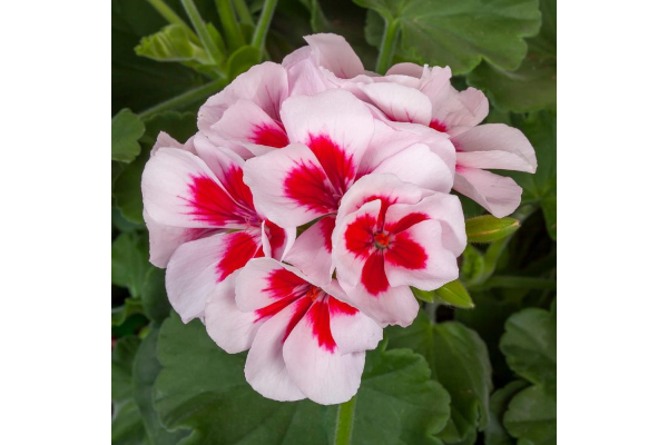 TUB12"GERANIUM CALIPE MD WHT SPL