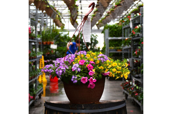 HB13"DESIGNER COMBO-PNK LEMONADE