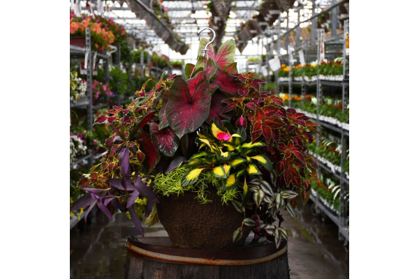 HB14"AWESOME SHADE COMBO