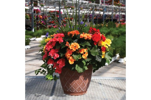 TUB10"BEGONIA RIEGER MIX