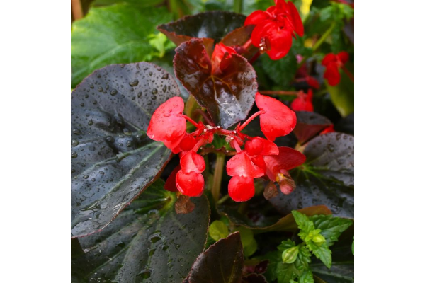 TUB14"SQ BEGONIA VIKING EXP ROSE
