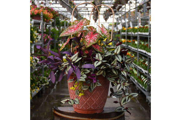 TUB16"AWESOME SHADE COMBO