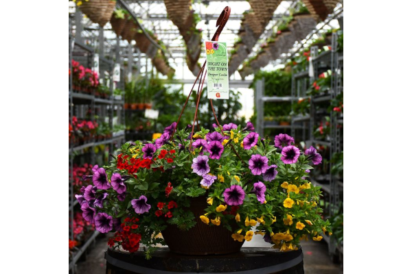 HB13"DESIGNER COMBO-NIGHT TOWN