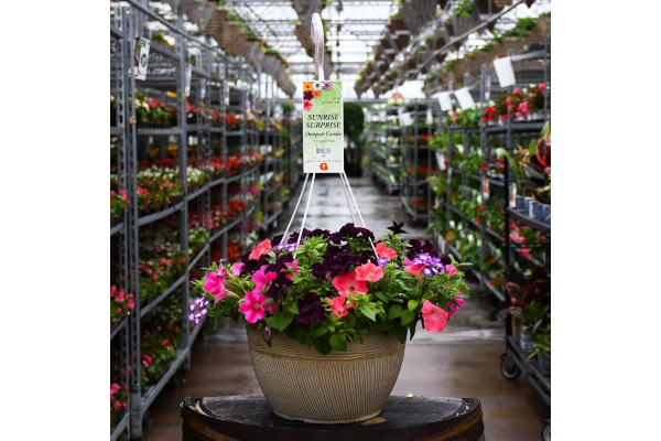 HB13"DESIGNER COMBO-SUNRISE SURP